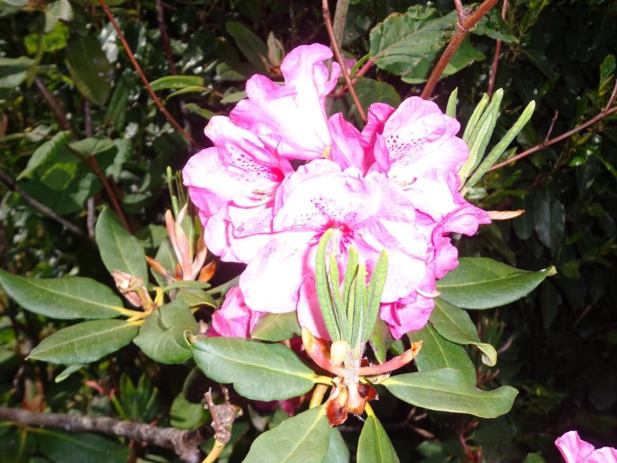 לינה וארוחת בוקר Caux Les Fleurs Du Mont מראה חיצוני תמונה