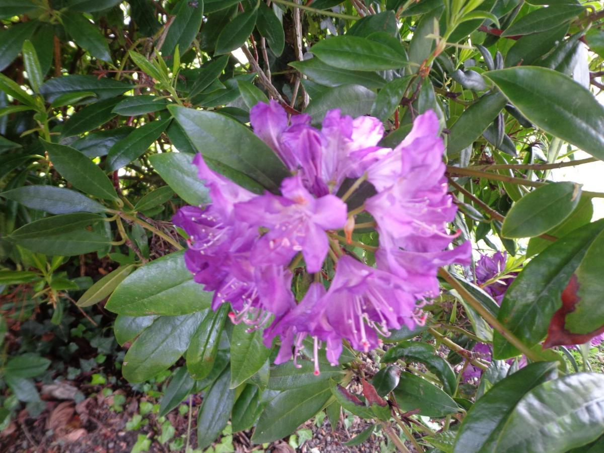 לינה וארוחת בוקר Caux Les Fleurs Du Mont מראה חיצוני תמונה