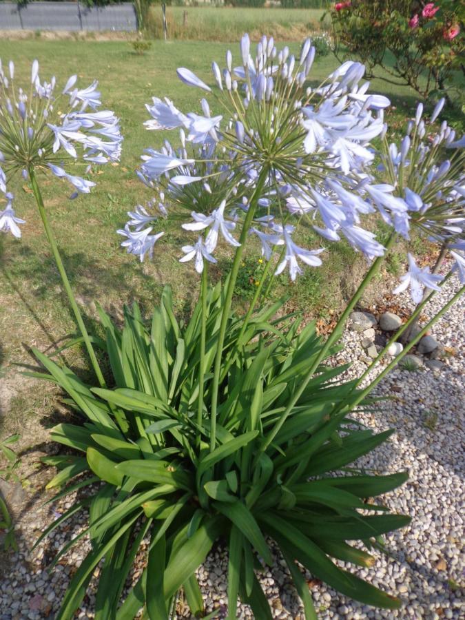 לינה וארוחת בוקר Caux Les Fleurs Du Mont מראה חיצוני תמונה