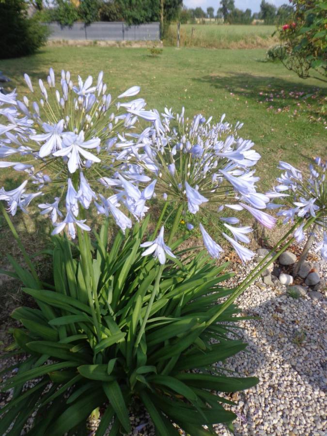 לינה וארוחת בוקר Caux Les Fleurs Du Mont מראה חיצוני תמונה